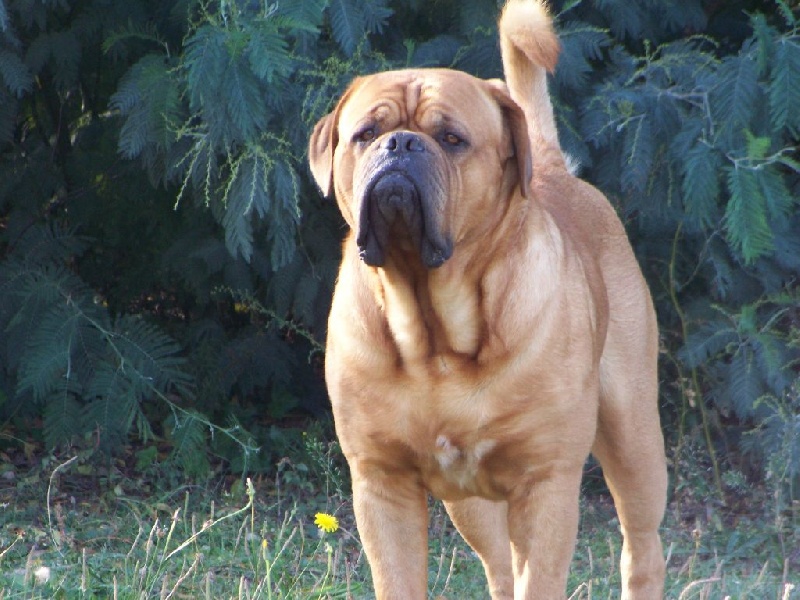 Uguo de la vallée de st georges