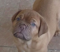 Des Alans D'Ambre Rouge - Dogue de Bordeaux - Portée née le 16/10/2016